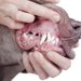 犬の歯石取りスプレーおすすめ３選！実際に使って効果を確認してみた