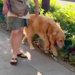 散歩中の大型犬が『いるはずのないお姉ちゃんとすれ違ったら気付くのか？』検証→愛を感じる『まさかの展開』に反響「感動」「声かけてないのに」