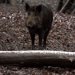 マタギ犬（熊犬）とは？主な歴史や仕事内容、秋田犬などの犬種との関わりについて