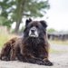 コーカシアン・シェパード・ドッグってどんな犬？その性格や特徴/値段について