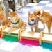 子犬が食事のときに『席を間違えた』結果…驚きの『人間のような行動』が28万再生「肩ポンポン可愛いｗ」「本当にしっかりしてて優しい」