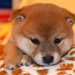 犬につけてはいけない『名前』４選　愛犬を混乱させてしまうかも…知っておくべきダメな理由まで