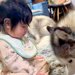 赤ちゃんが『大型犬にお世話され育った』結果→まるで本当の妹のようで…種族を超えた『尊すぎる光景』が13万再生「表情が…」「なんて優しい」