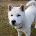 紀州犬の性格や特徴、寿命・飼い方・しつけ・価格について　