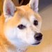 犬に『お茶持ってこれる？』とお願いした結果→突然走り出して…戻ってきた時の『まさかの光景』が118万再生「天才」「思ったよりデカくて草」