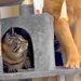 先輩猫に育てられた大型犬→完全に『自分を猫だ』と思っていて…『影響を受け過ぎた光景』が244万再生「初めて見たｗｗ」「説教してて草」