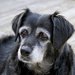 犬の白髪の原因はストレス？予防策についても