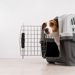 犬をクレートで留守番させるコツ！使うメリットや時間の目安とは