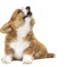 犬が『夜中』に突然吠えだす5つの理由と対処法