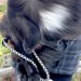 『熊と間違えられて通報されそう』抱っこされる体重18キロの小型犬→思わず納得する『見た目』に1万いいね「過去一クマ」「木彫りかとｗ」