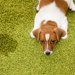 犬にも反抗期はある！始まる時期から行動の特徴、対応方法まで