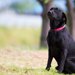 ラブラドールレトリバーの飼い方！性格や準備、育て方について
