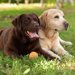ラブラドールレトリバーの犬種情報