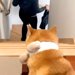妻に頼まれ『お見送り後の犬の様子』を撮影した結果→『寂しがっている』と思ったら…辛辣な光景が33万再生「極めて冷淡ｗ」「見事な処世術」