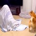 『家におばあちゃんが隠れていたら、犬は気付くのか』を検証→コント過ぎる『想像できなかった展開』が80万再生「お腹痛いｗ」「必死で可愛い」