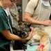 動物に関わる仕事がしたい！資格のいらない仕事や就職する方法