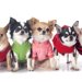 犬服のサイズの測り方┃正しい測り方やオススメ通販ショップのご紹介