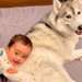 ハスキー犬が赤ちゃんの『つかまり立ち』に協力した結果…『大好き』を伝える光景が愛おしすぎると36万再生「デレデレしてて可愛いｗ」と悶絶