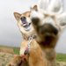 愛犬の肉球のガサガサ対策のヒント