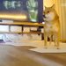 臆病な犬と猫の留守番中『熊本地震』が発生→『怖がってしまう』と思いきや…カメラが捉えた『まさかの光景』が393万再生「号泣」「頼もしすぎ」