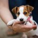 犬が甘噛みをする理由5つ！やめさせるためのしつけや対策を解説