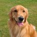 『優しい性格の犬種』ランキングTOP5　おとなしいワンコの特徴や温厚に育てるコツまで