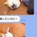 仕事中の夫から突然LINE→犬の写真が送られてきて…まさかの『仕事にならない光景』が面白可愛いと3万再生「休日確定ｗ」「なでなでしたい」