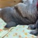 生後20日の赤ちゃん犬が『やけに静かだな』と思い、様子を見てみると…『尊すぎる光景』に思わず悶絶「ぐっすり」「はああ…手足が可愛すぎる」