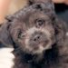 『推定３キロ』と言われた赤ちゃん犬→最初は小さかったのに…衝撃的な『現在の体重と貫禄』に「ビックリｗ」「愛情で大きくなったんだね」の声