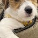 子犬をリュックに入れ、一緒にお買い物をしていたら…貫禄がありすぎる『衝撃の態度』が60万表示「社長感ｗ」「乗ってく？って感じｗ」と爆笑