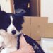 保護犬などのトイレトレーニングができていない成犬のための、トイレの場所選びについて