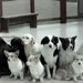 捨てられた犬の「現在、過去、未来」