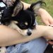 ラディカは犬用キャリーバッグのおすすめグッズ！災害の備えにも