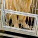 炎天下で狭い檻に閉じ込められ『虐待された大型犬』→蹴られても我慢していて…思わず涙する『保護後の変化』が135万再生「頑張った」「幸せに」