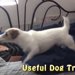 世界一賢い犬としてギネスにのったワンコの1日がすごい（まとめ）