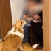 家に『小さな女の子』が遊びにやってきたら、犬が『どうしても触ってほしい』と訴えて…尊すぎる行動が5万再生「あざといｗ」「健気で可愛い」