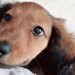毛がツルツルしている子犬を飼った結果→3年後…想像もできなかった『衝撃的な現在』が16万表示「何があったんだｗｗ」「目は変わってない」
