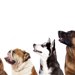 犬に去勢手術を施すタイミングは？メリット・費用・体験談を紹介