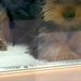 5万円で売れ残った『左足が曲がっている犬』→何日も悩み、飼った結果…涙が止まらない光景が151万再生「運命の出会い」「待ってたんだ」