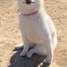 ドッグランに遊びに来た子犬→『全然走らないな』と思い、顔を見たら…まさかの『ドヤっている表情』に18万いいね「満足げで草」「最高すぎる」