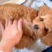 『普通のトイプードルを飼った』と思っていたら→3年後…想像と違いすぎる『まさかの成長』に反響「変わりすぎて草」「信じられんｗｗ可愛い」
