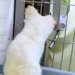 『ちゃんと面倒みれるの？』と、子犬を飼うことに抗議する夫→反対を押し切り飼った結果…まさかの現在に反響「パパも可愛い」「ワンコの勝利」