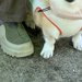 ドッグランに出かけた犬→入ってすぐに…誰も予想できなかった『まさかの勘違い』が13万表示「知らない人を見る顔してて草」「可愛すぎる」