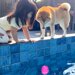 プールにボールを落とし、困り果てる犬→気付いた2歳の女の子が…本当の姉妹のような『優しい世界』が63万表示「なんて可愛い」「素晴らしい」