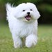 【獣医師監修】ペマルチーズの平均寿命は何歳？最高齢・人間年齢や長生きのポイントまで解説