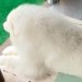 父が『大型犬の毛を適当に整えた』結果→ふと『おしり』を見てみると…思わず二度見する『プリケツ』に爆笑「立派すぎるｗ」「人間みたいで草」