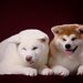 秋田犬の平均寿命は？長生きをさせる秘訣について