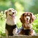ミニチュアダックスフンドの犬種情報