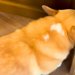 朝、『お兄ちゃんを起こして』と犬にお願いした結果→なかなか起きずに…ほっこりする展開に「こんな起こし方されたい」「怒ってるみたいｗ」の声