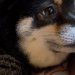『ヴッ』という犬の唸り声が聞こえたので、急いで見に行った結果→『想定外な光景』に4万いいね「と、尊い…」「なんて素敵な世界なの」と絶賛